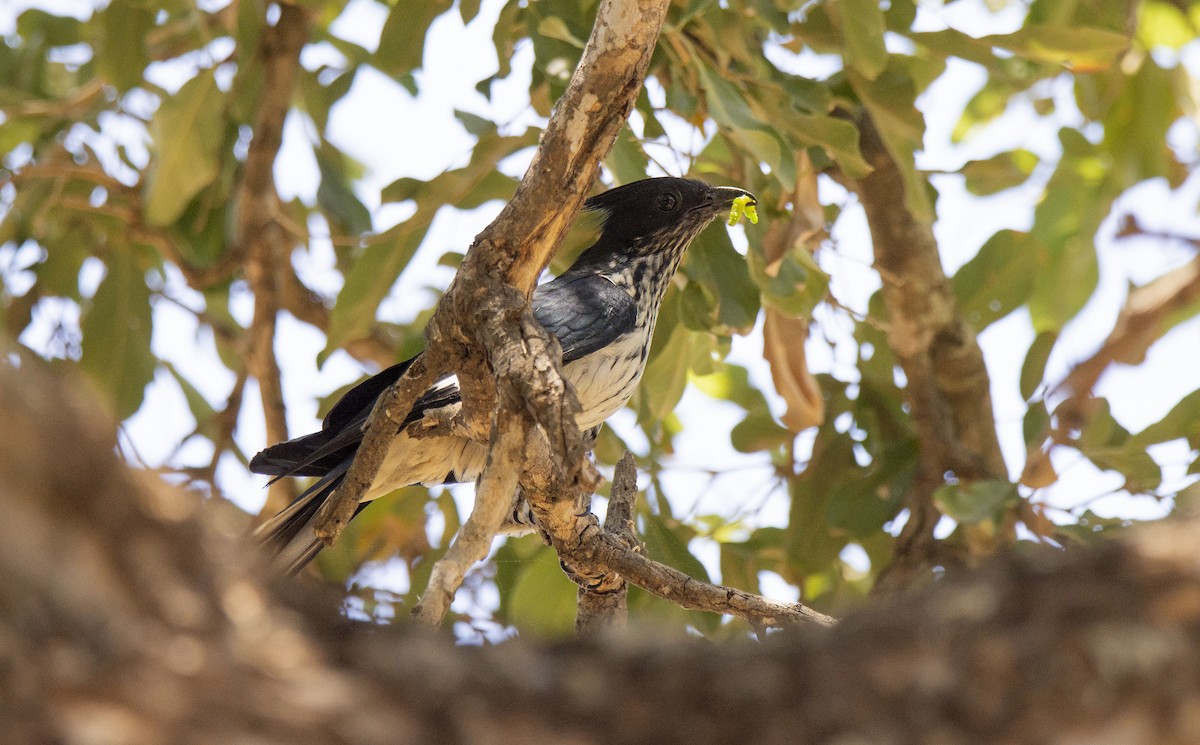 Levaillant's Cuckoo - ML615397090