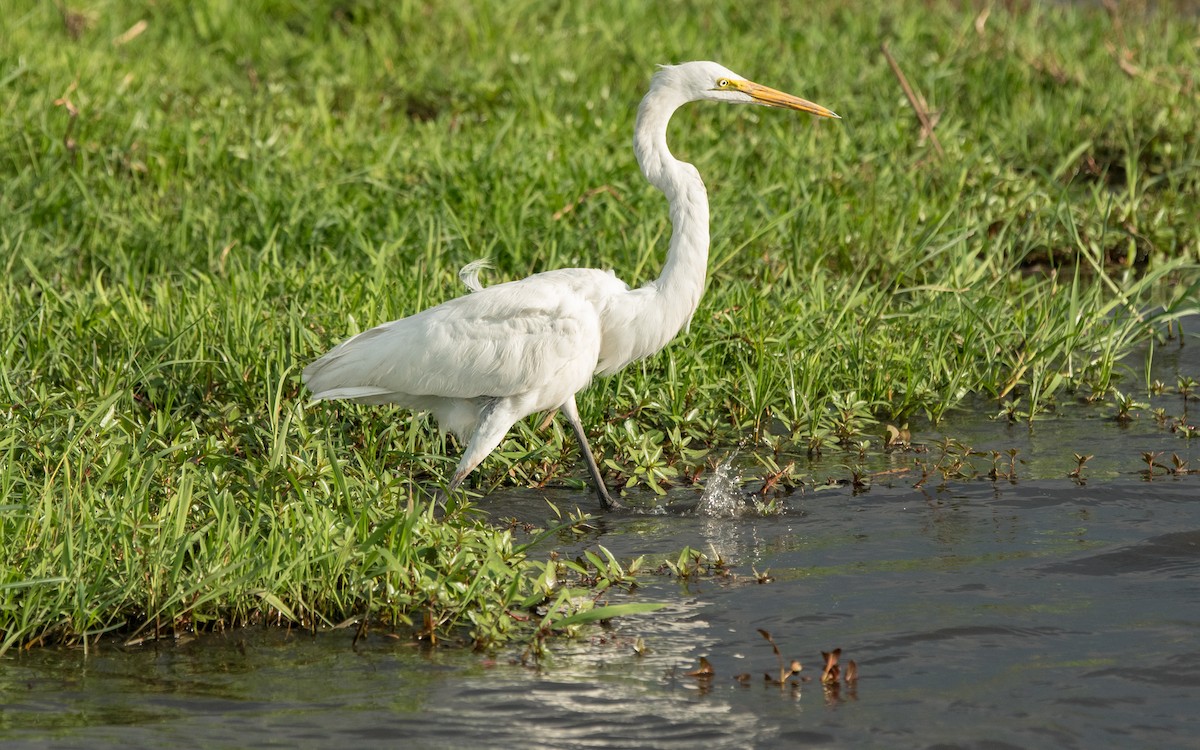 Great Egret - Sveinung Sigbjørnsen