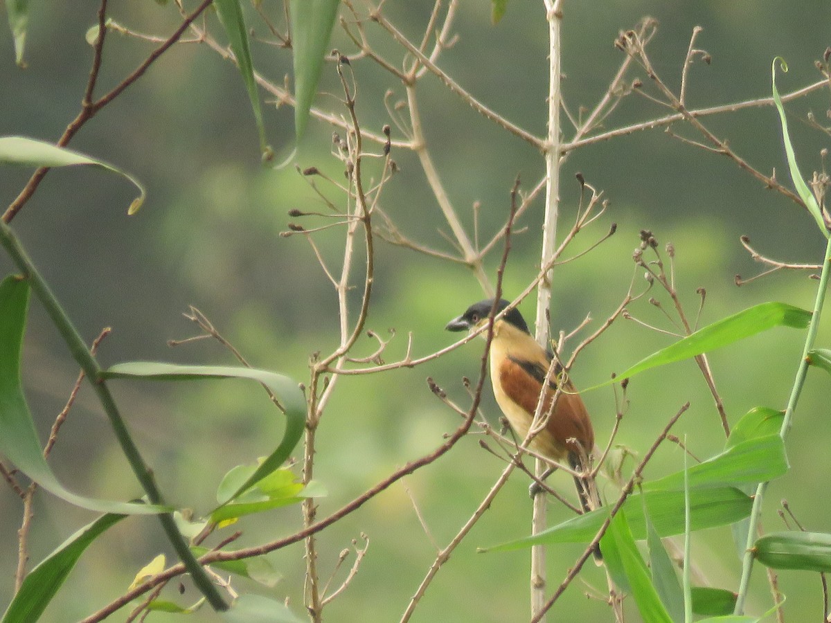 Marsh Tchagra (Marsh) - ML615397108