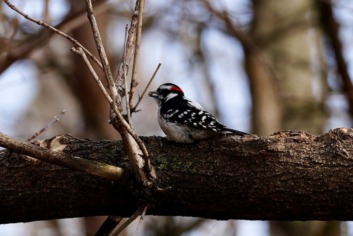 Downy Woodpecker - ML615397121