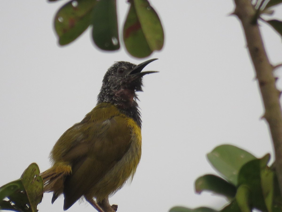 Oriole Warbler - ML615397145