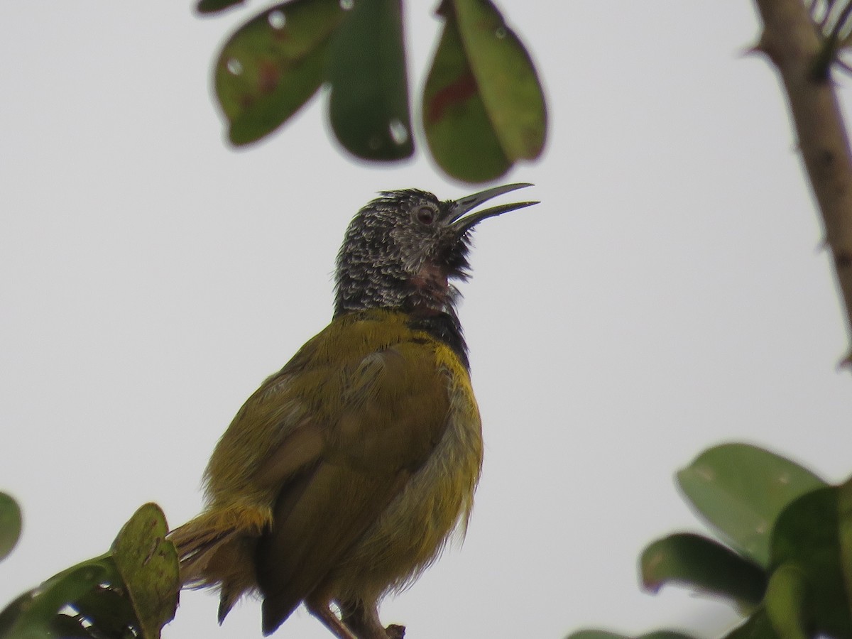 Oriole Warbler - ML615397149