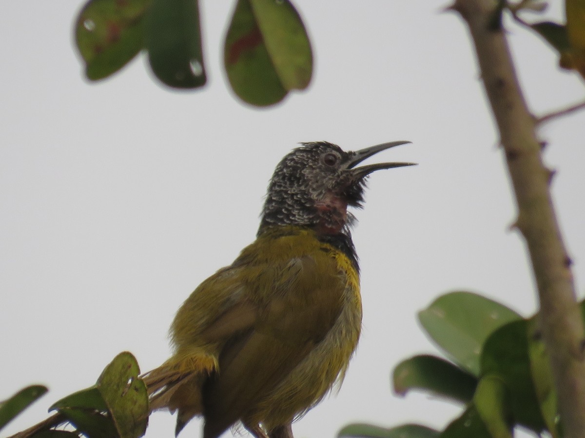 Oriole Warbler - kwame brown