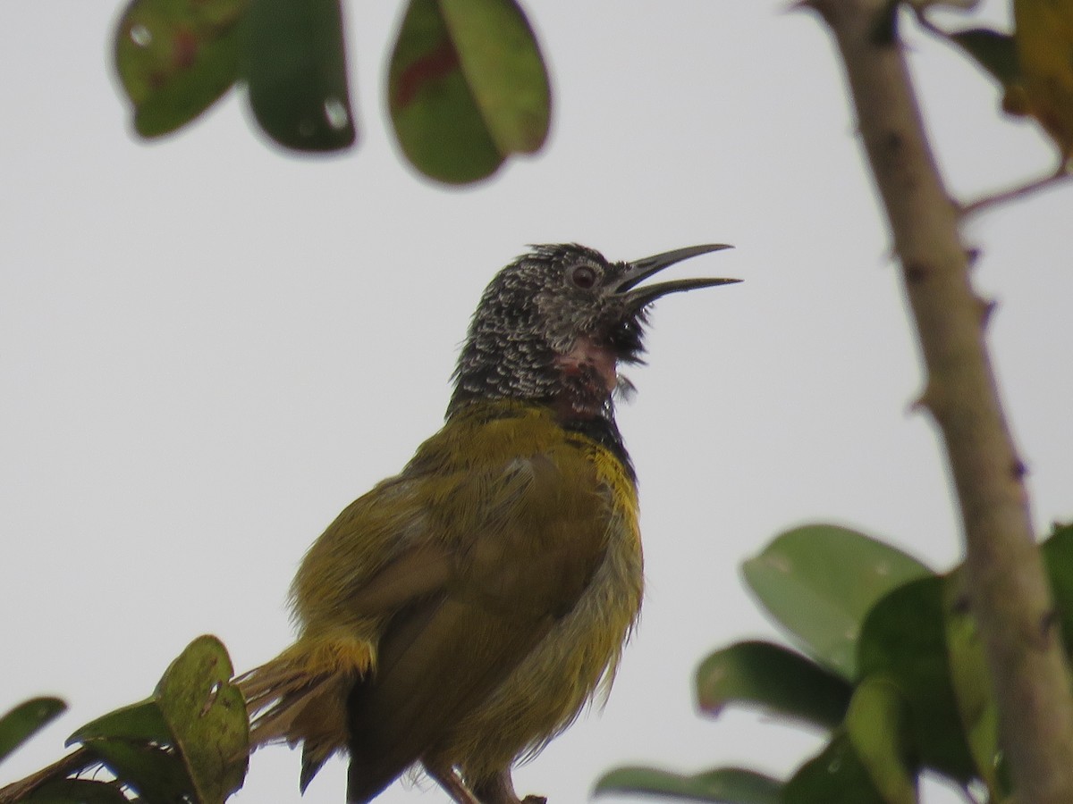 Oriole Warbler - ML615397153