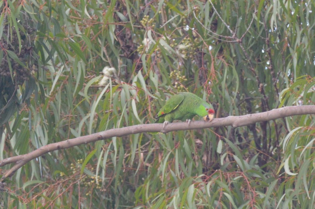 Lilac-crowned Parrot - Alana Pizarro