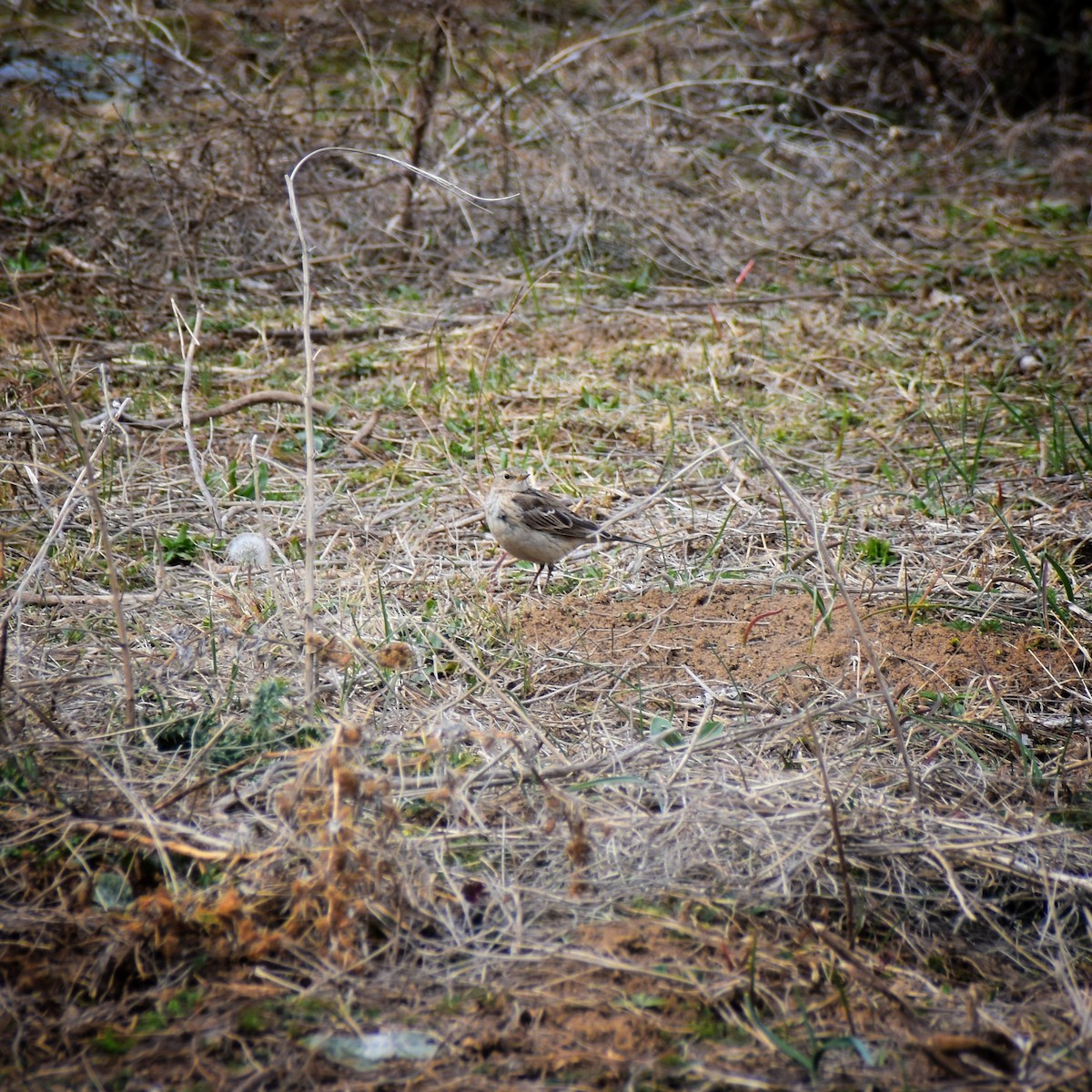 Water Pipit - Umar Mushtaq