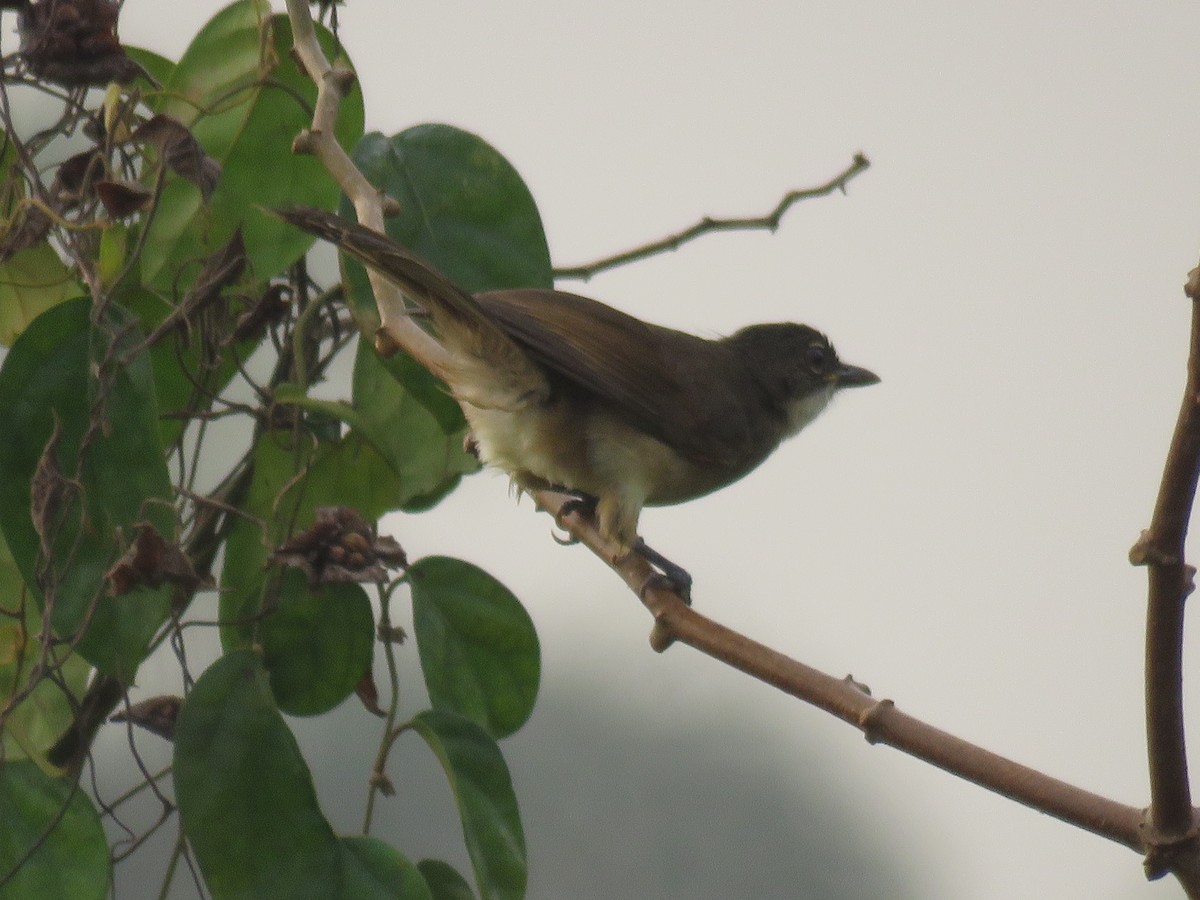 Simple Greenbul - ML615397192