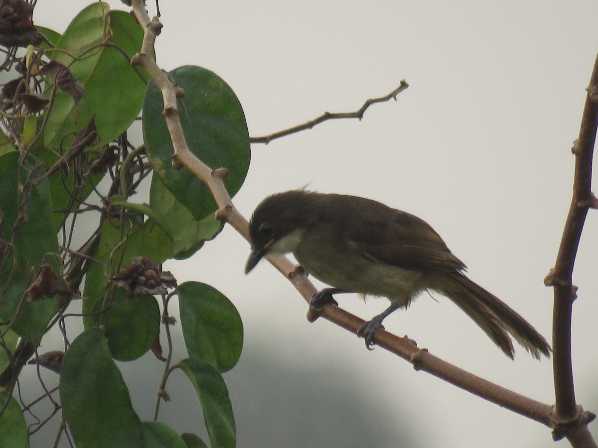 Simple Greenbul - ML615397193