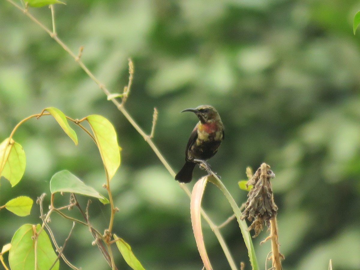 Copper Sunbird - ML615397208