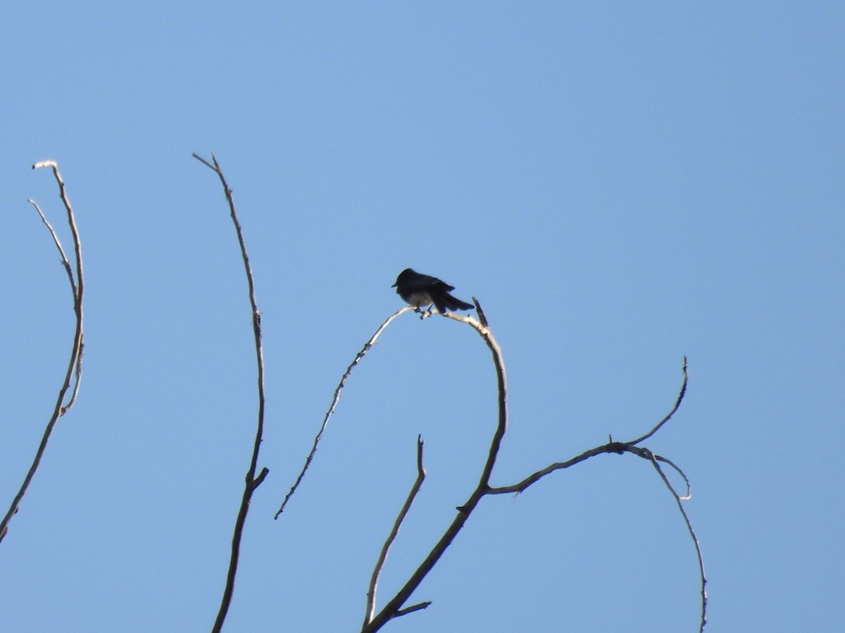 Black Phoebe (Northern) - ML615397232