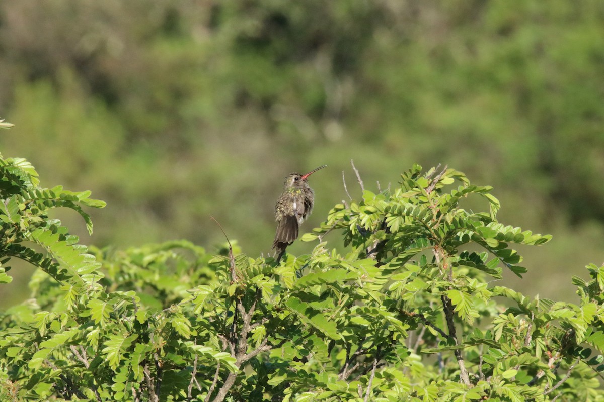 kolibřík temnobřichý - ML615397235
