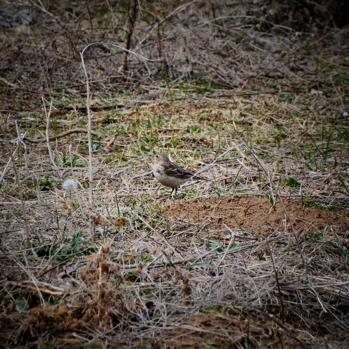 Water Pipit - Umar Mushtaq