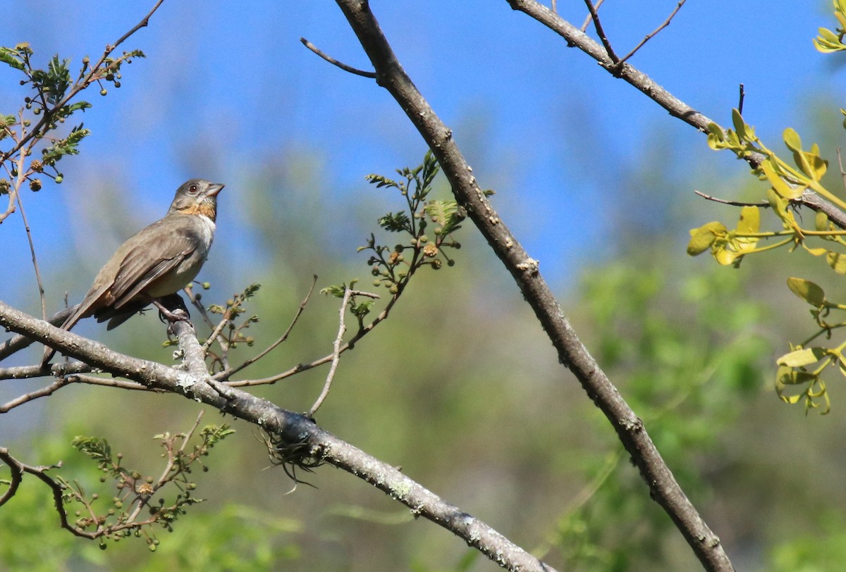 White-throated Towhee - ML615397295