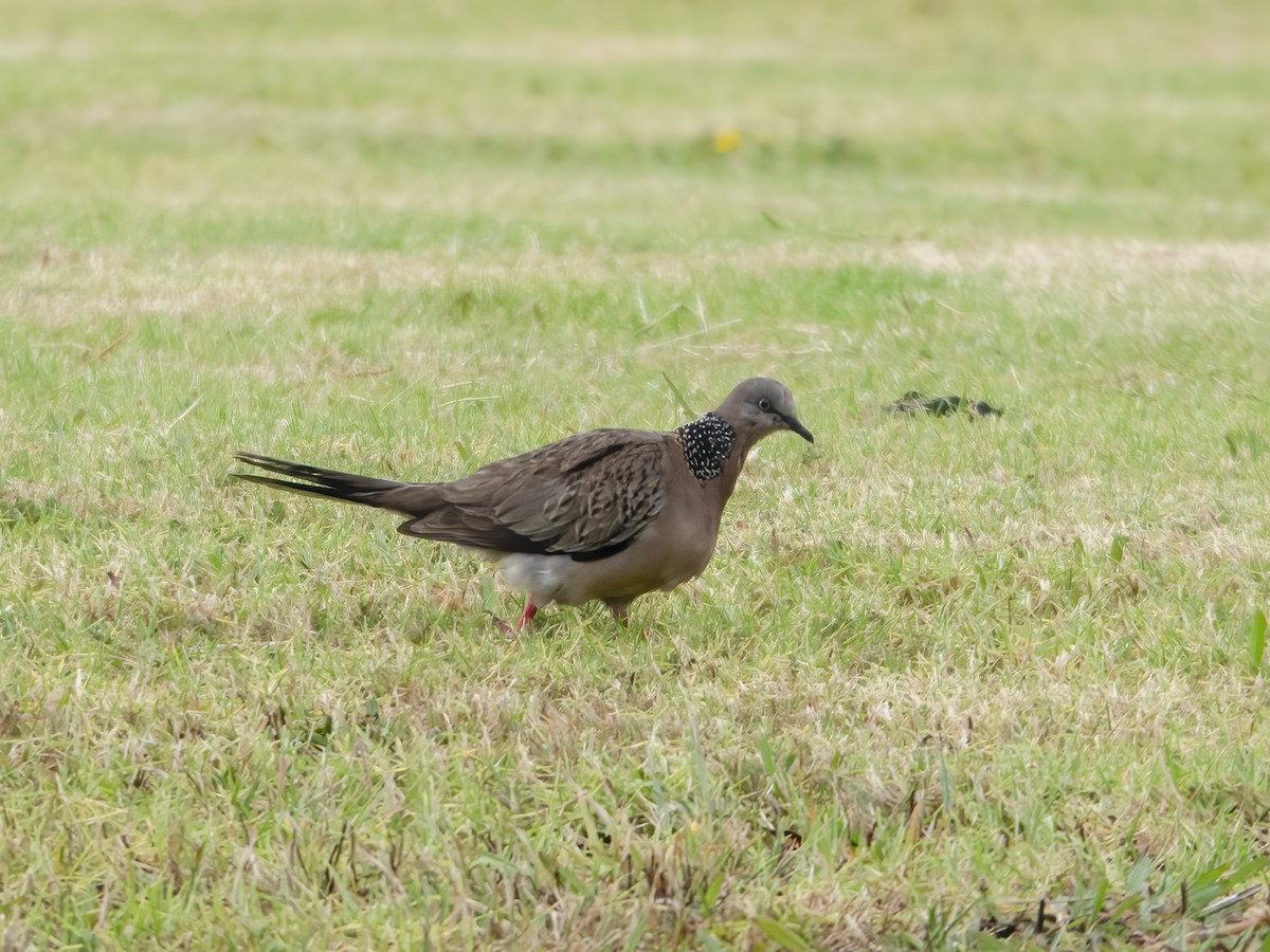 Spotted Dove - ML615397318