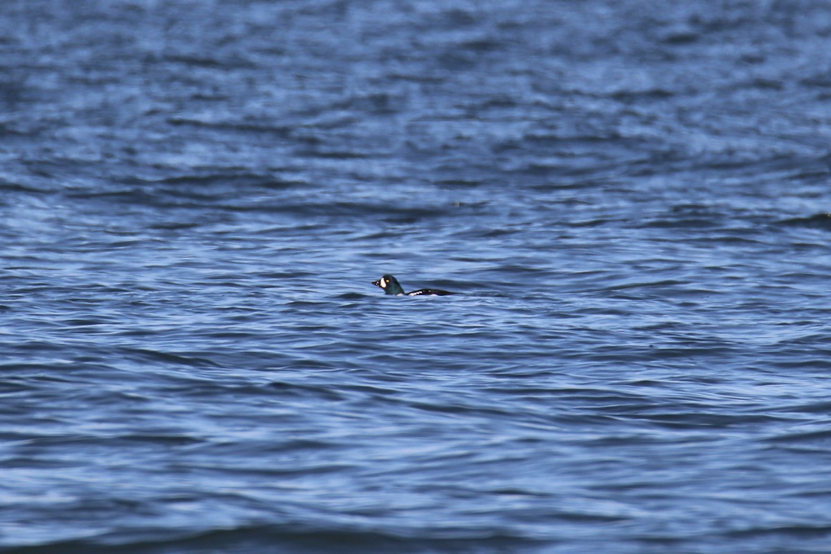 Barrow's Goldeneye - ML615397332