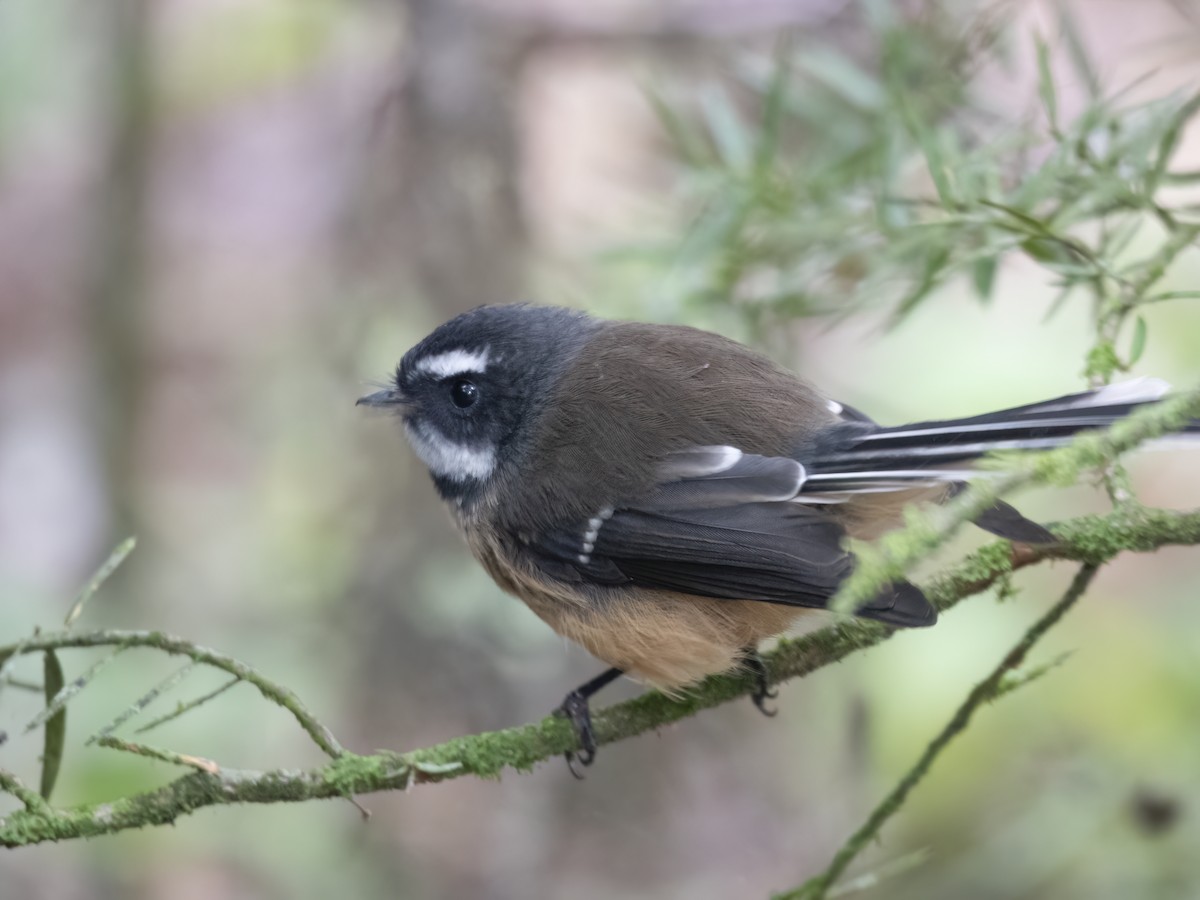 New Zealand Fantail - ML615397363