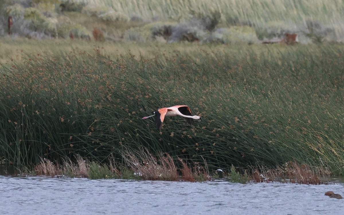 Chilean Flamingo - ML615397370