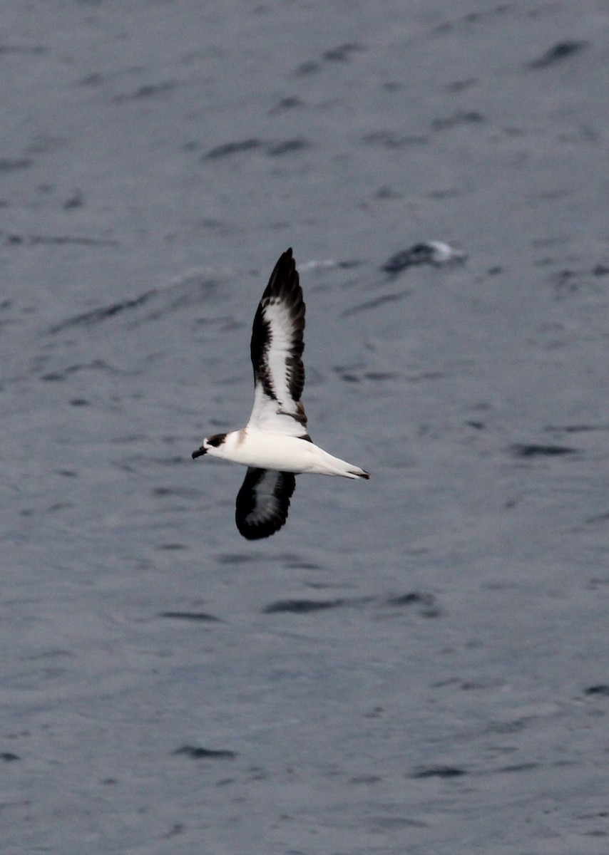 Black-capped Petrel - ML615397373