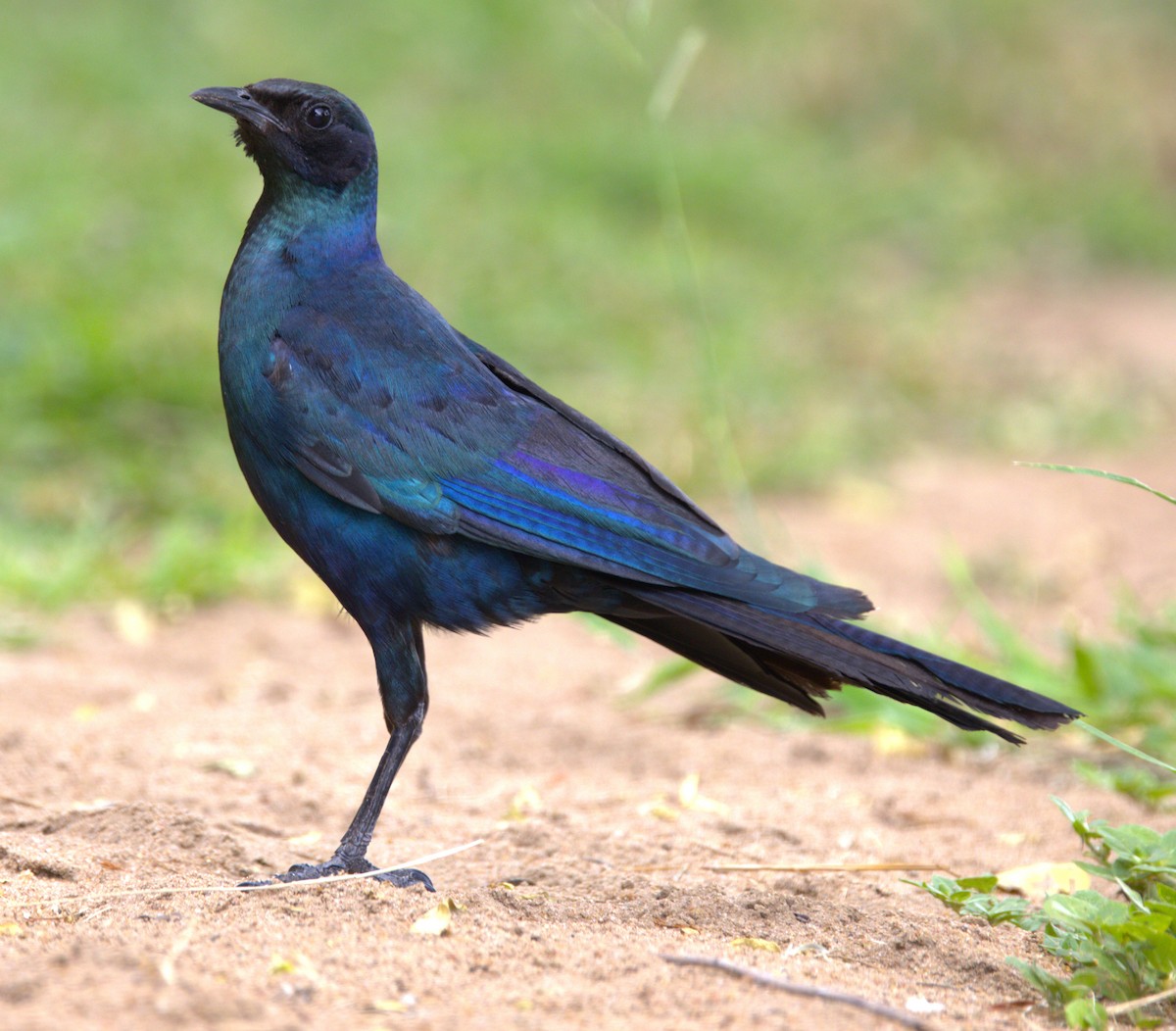 Burchell's Starling - ML615397390