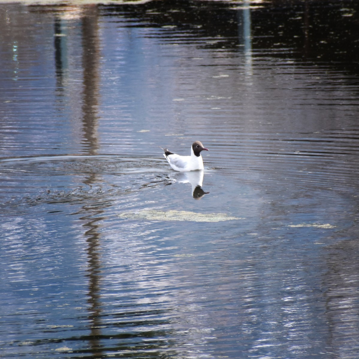 Black-headed Gull - ML615397395