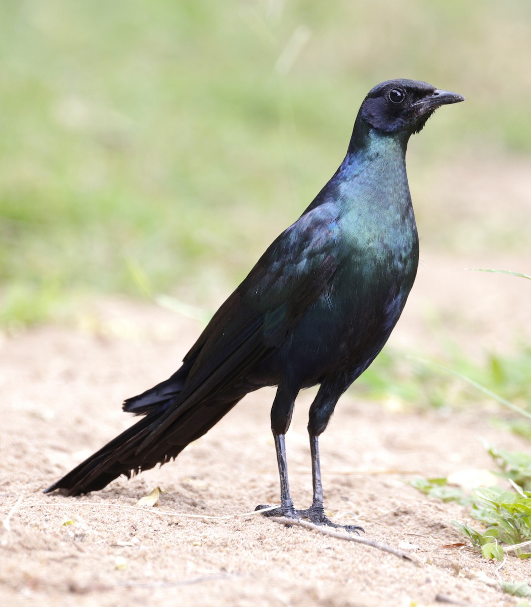 Burchell's Starling - ML615397413