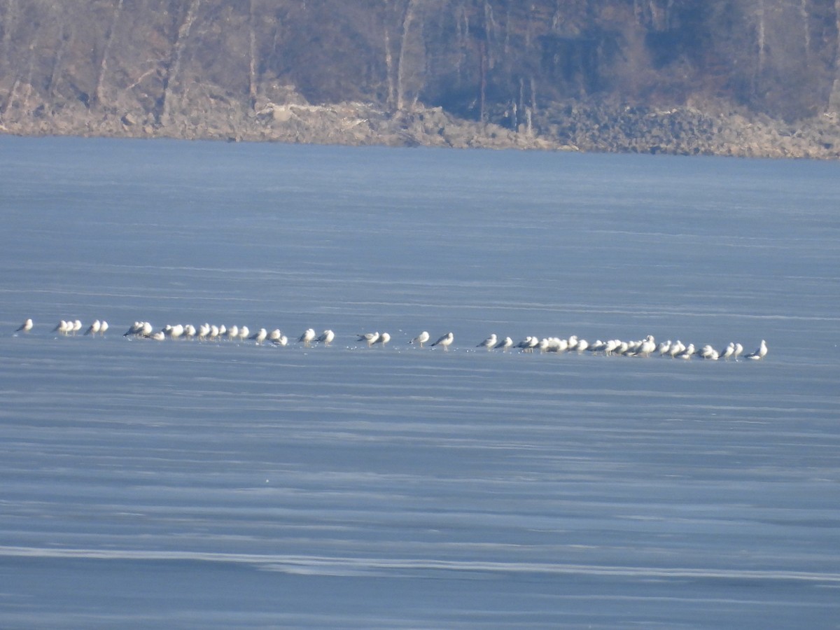 goéland ou mouette sp. - ML615397425