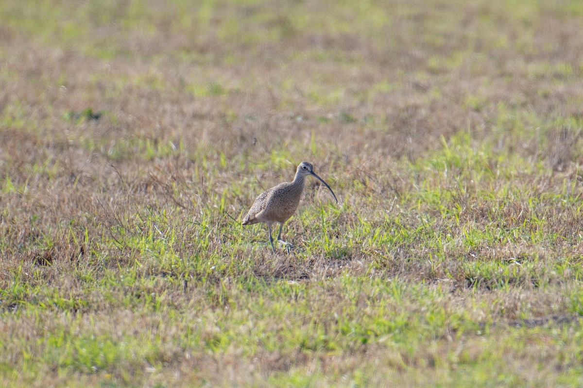 Long-billed Curlew - ML615397437