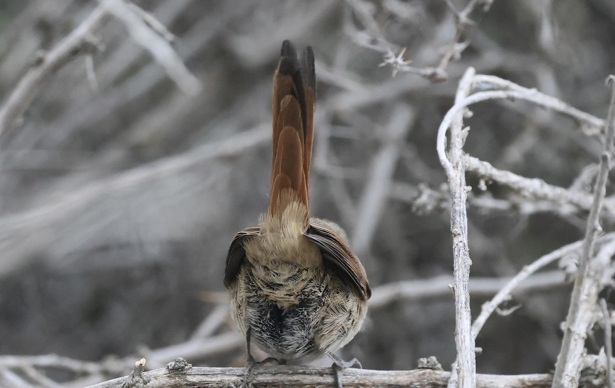 Sharp-billed Canastero - ML615397438