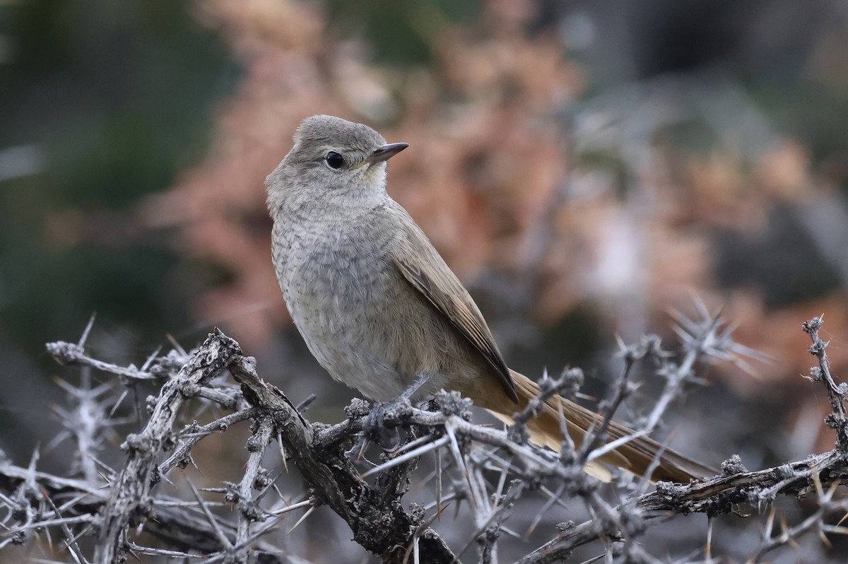 Sharp-billed Canastero - Anne Bielamowicz