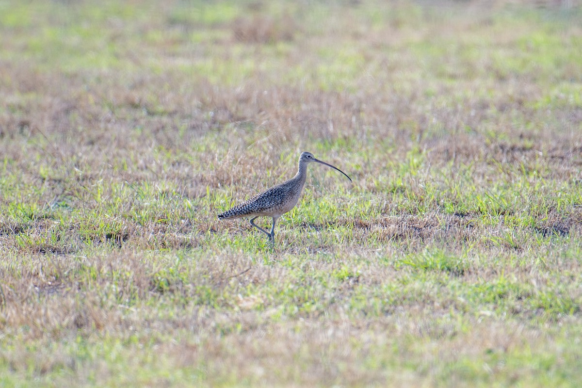Long-billed Curlew - ML615397443