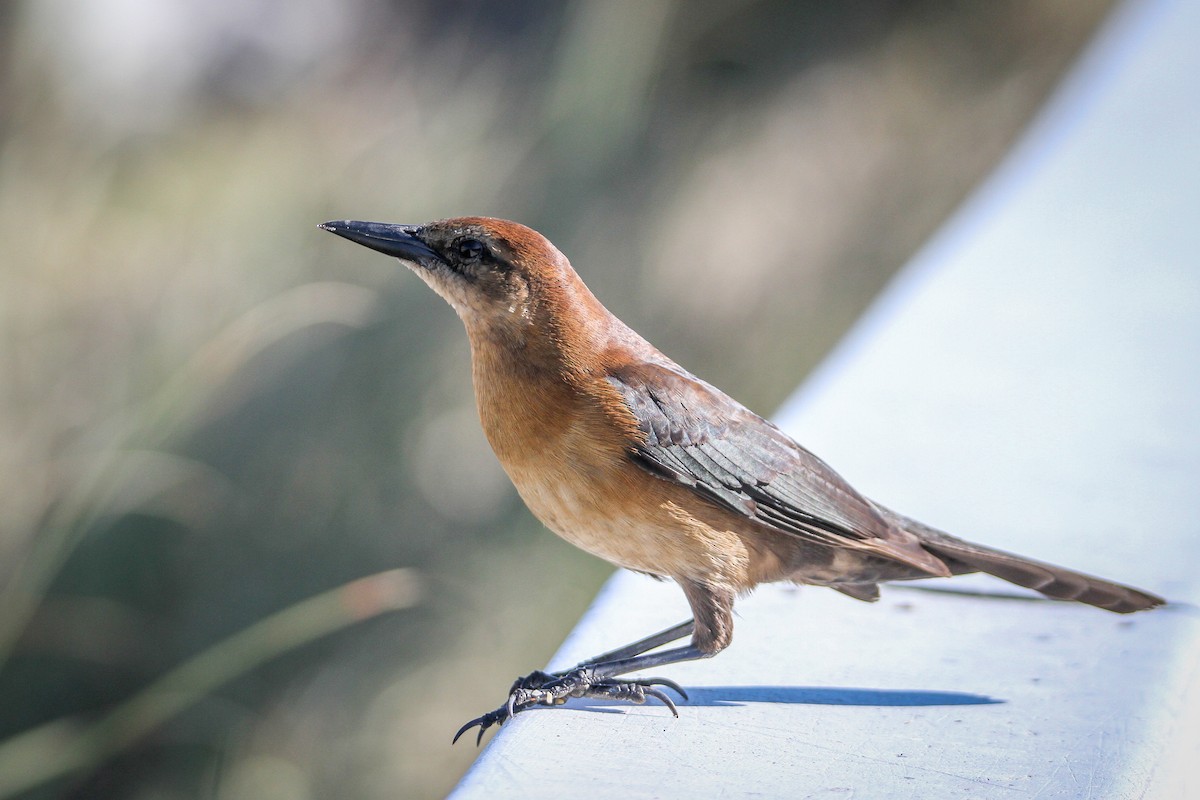 Boat-tailed Grackle - ML615397501