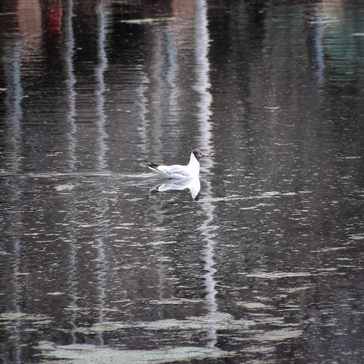 Black-headed Gull - Umar Mushtaq