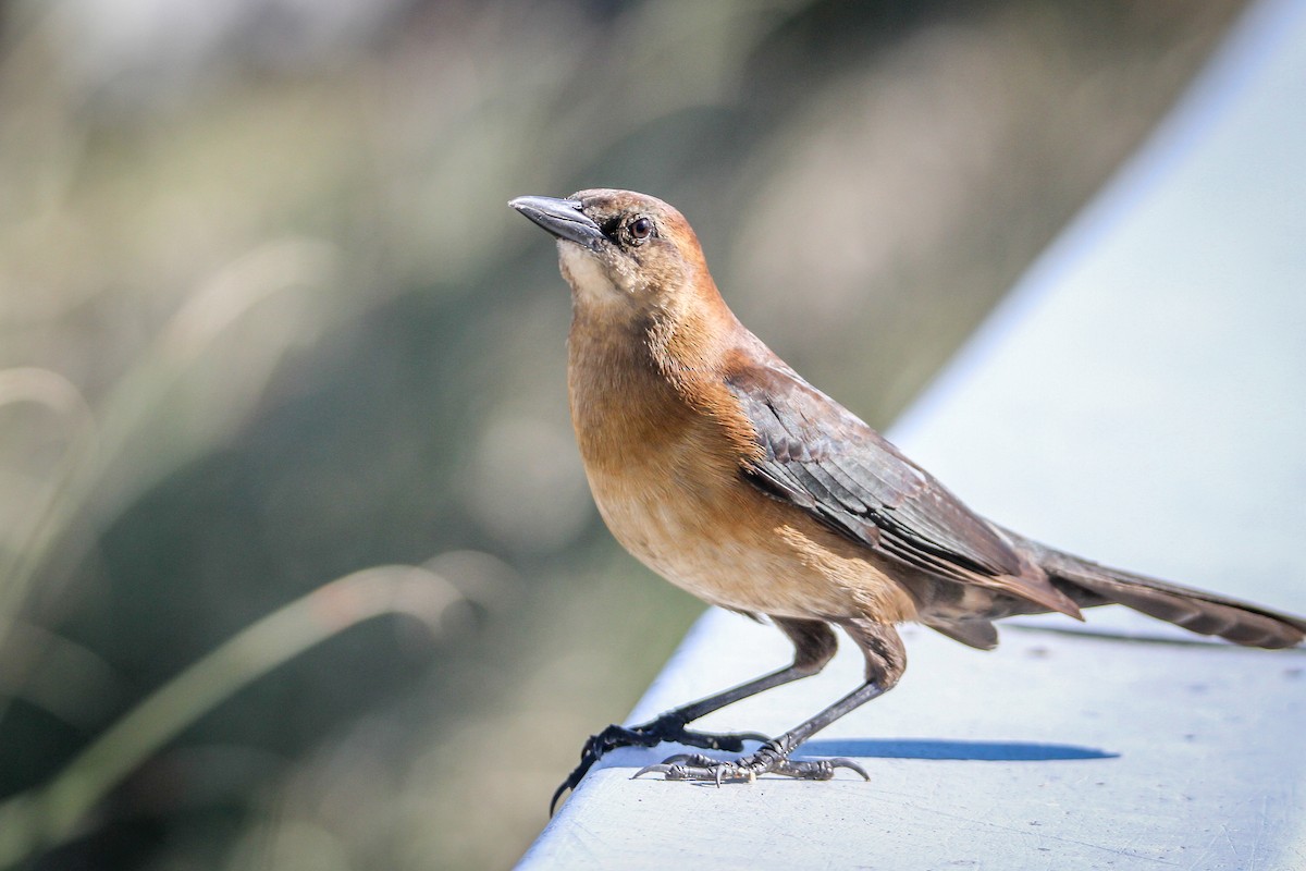 Boat-tailed Grackle - ML615397504