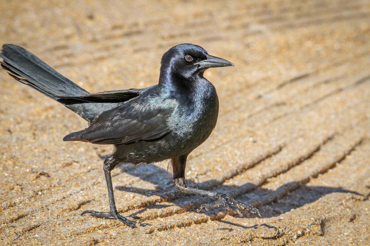 Boat-tailed Grackle - ML615397513