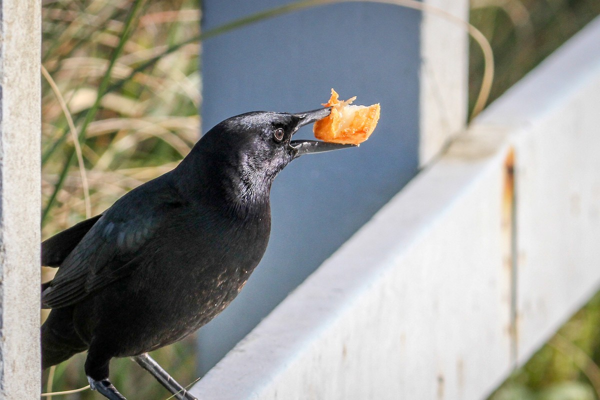 Boat-tailed Grackle - ML615397514