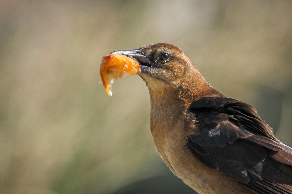 Boat-tailed Grackle - ML615397516