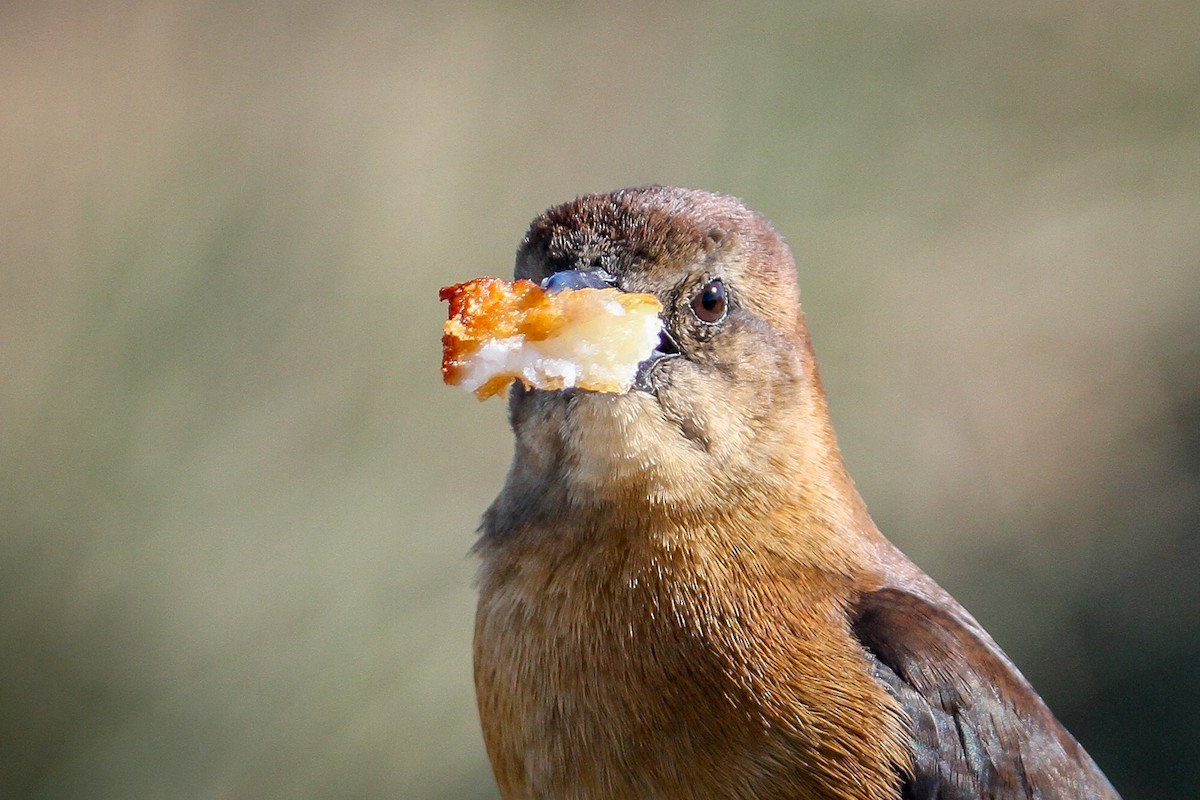 Boat-tailed Grackle - Denise Hargrove