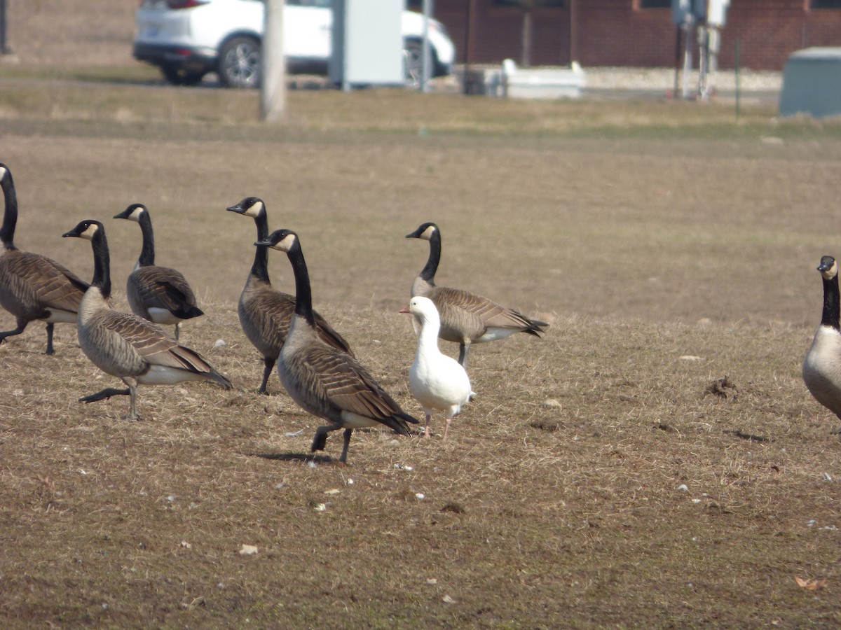 Ross's Goose - ML615397520