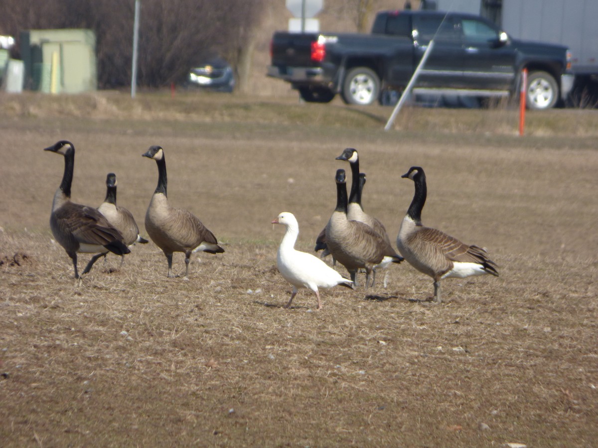 Ross's Goose - ML615397521