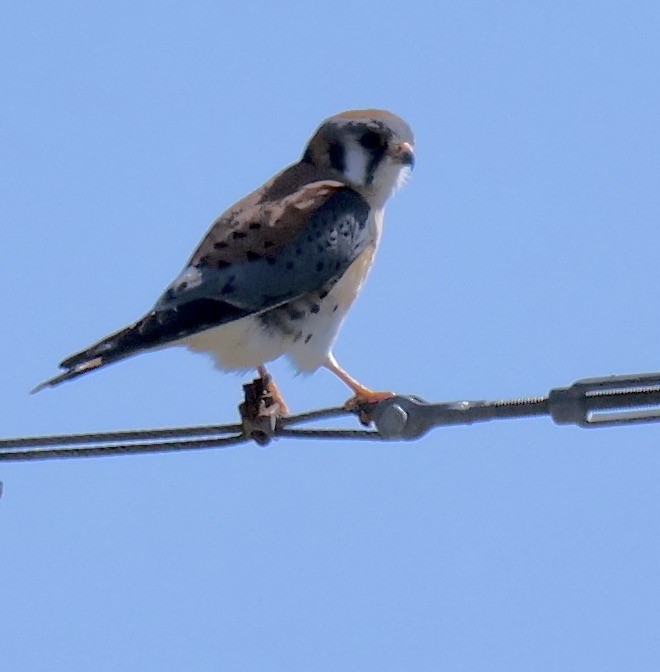 American Kestrel - Lee & Mary Ann Evans