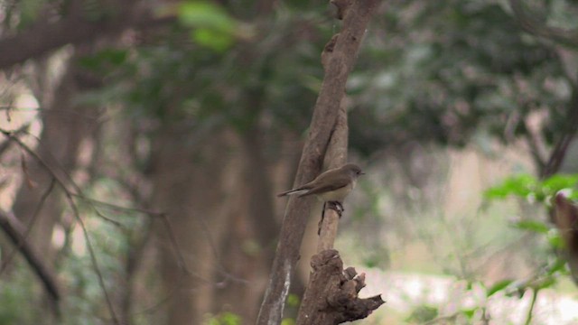 Taiga Flycatcher - ML615397556