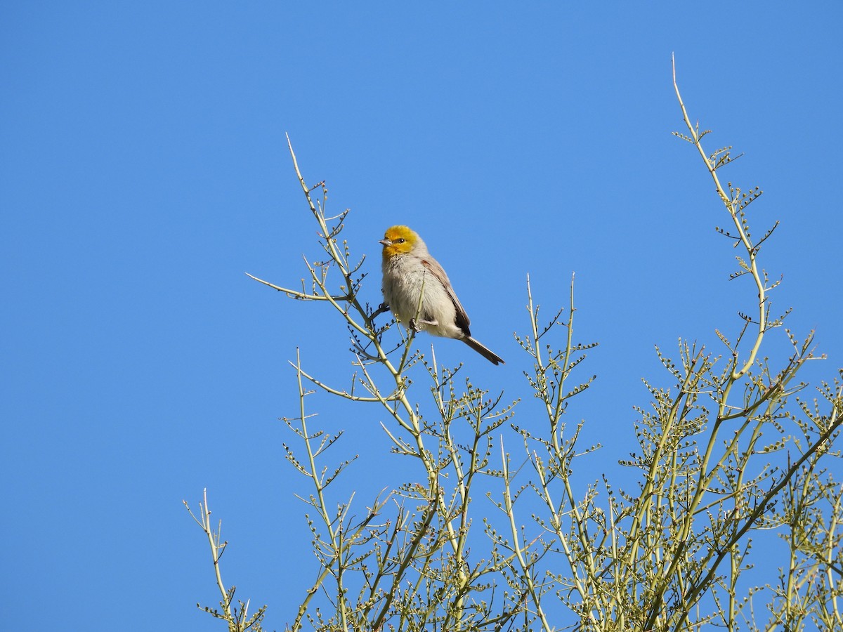 Pájaro Moscón Baloncito - ML615397578