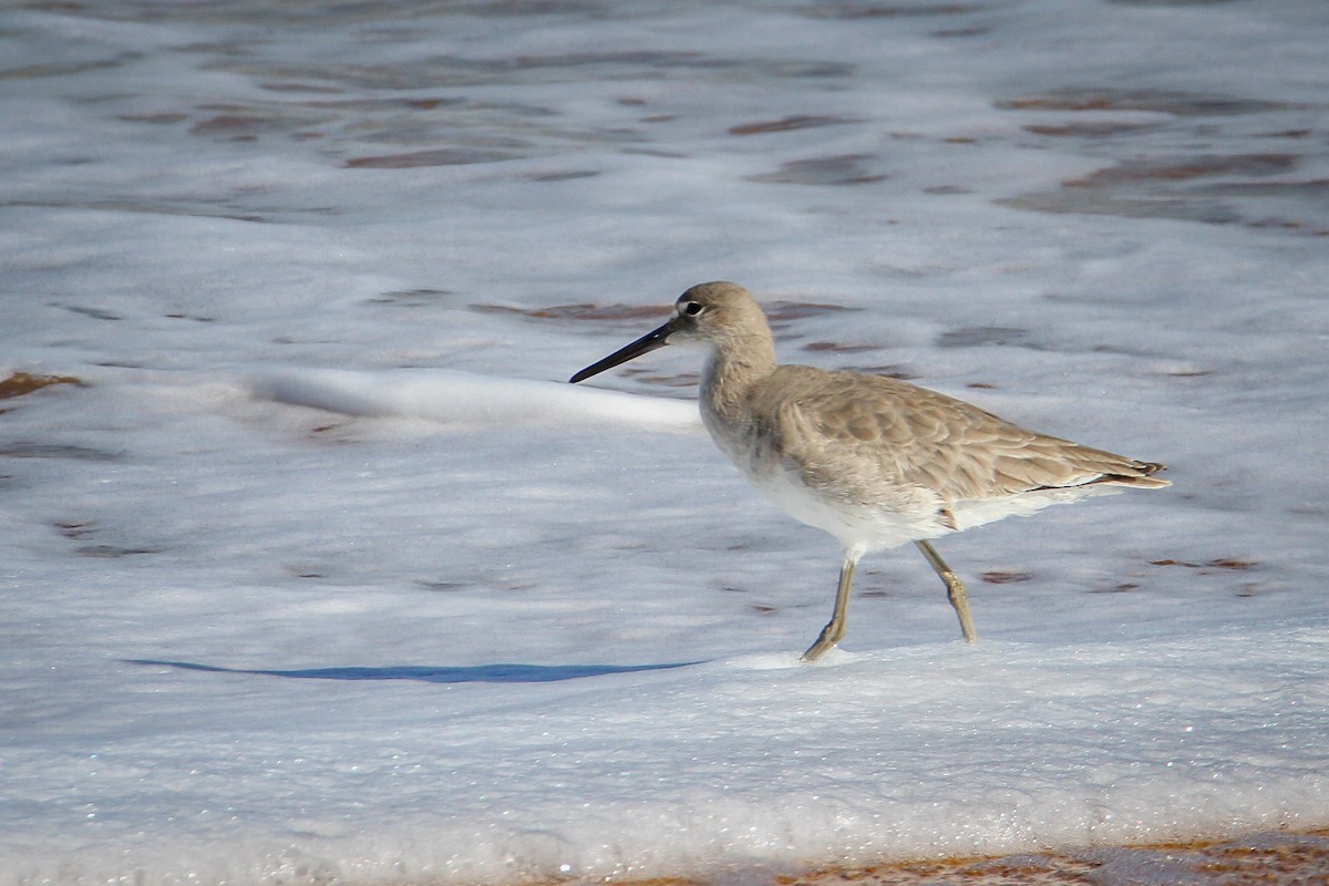 Willet - ML615397674