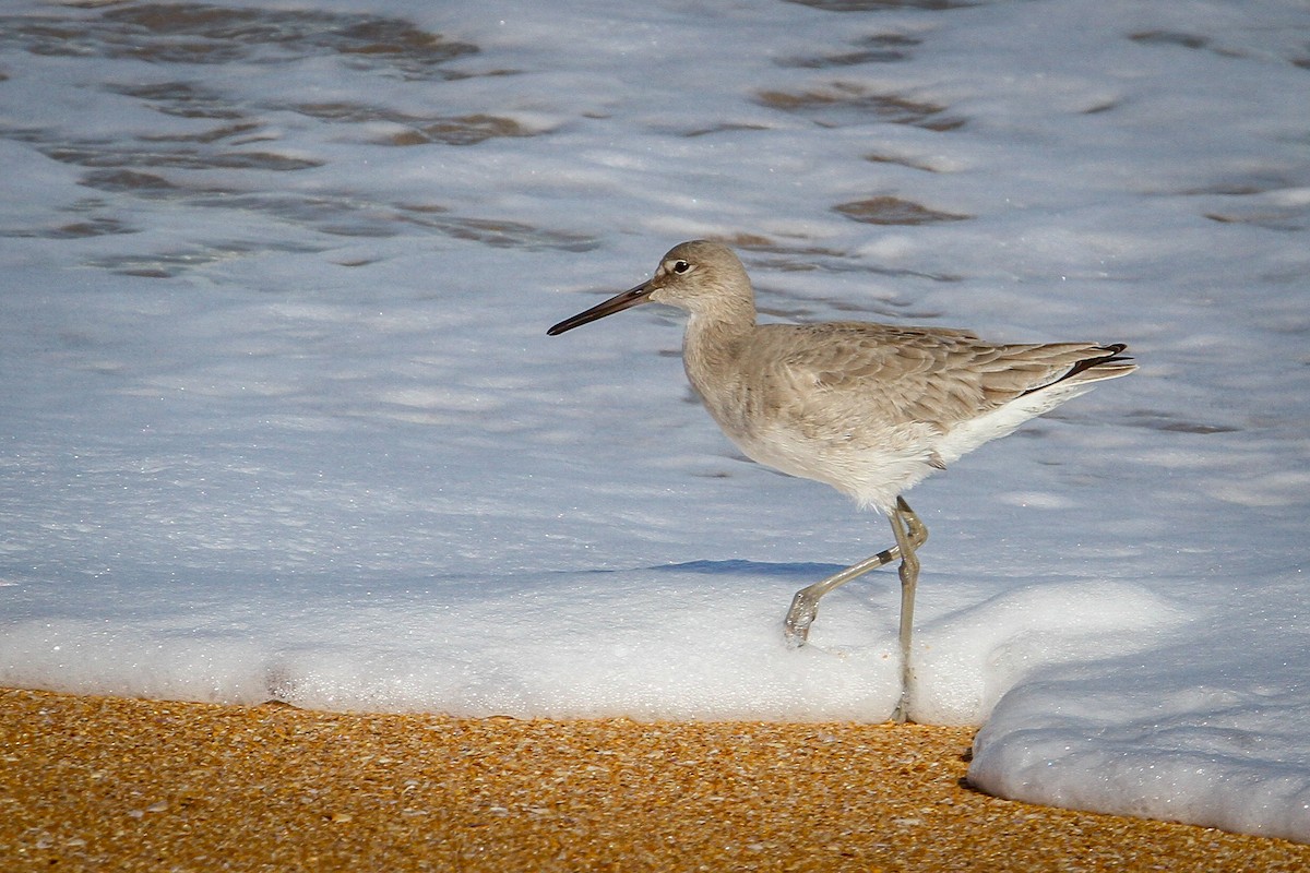 Willet - ML615397679