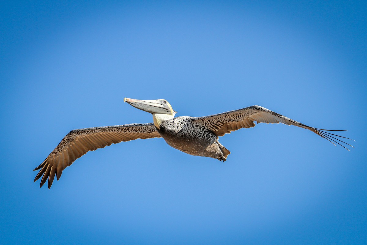 Brown Pelican - Denise Hargrove