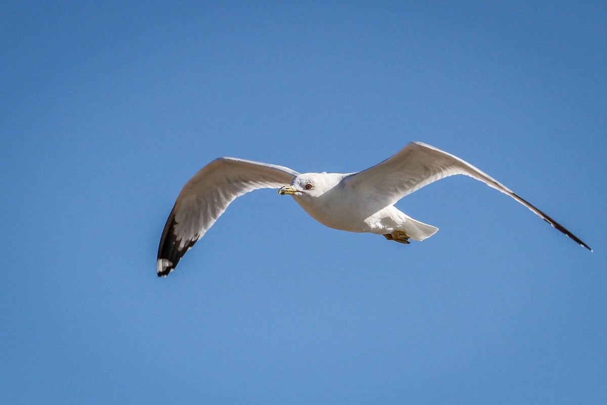 Brown Pelican - ML615397681