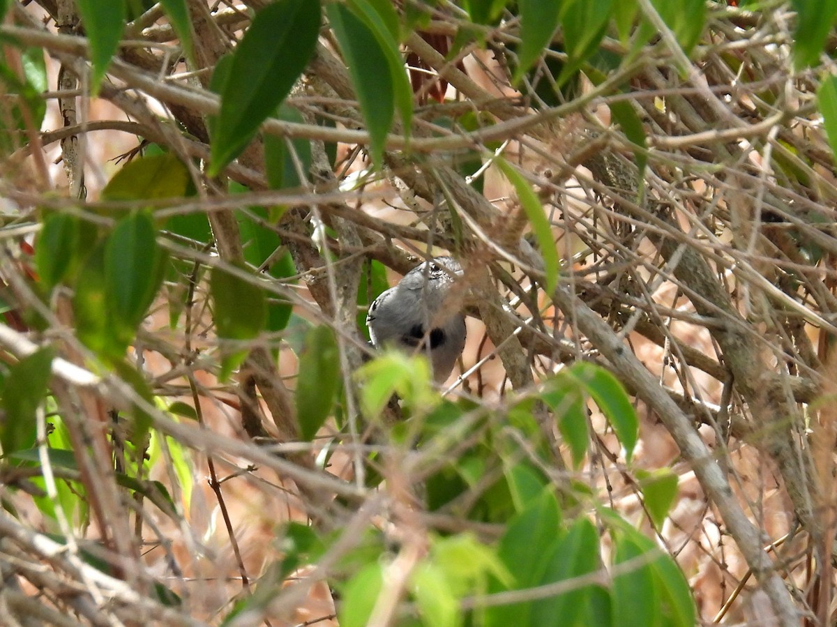 ミカヅキマユアリサザイ - ML615397714