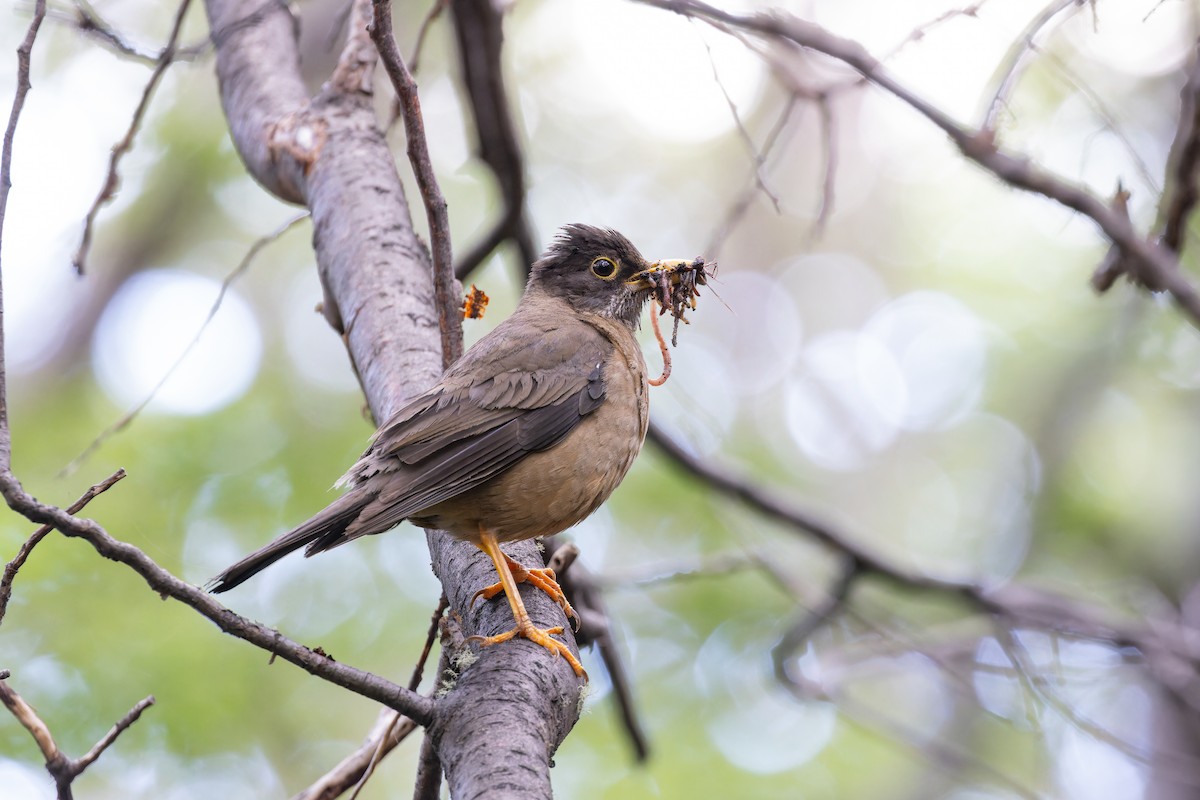 Austral Thrush (Magellan) - ML615397717