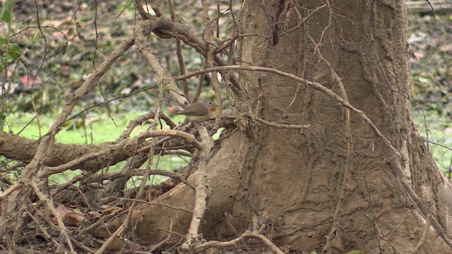 חטפית טאיגה - ML615397776