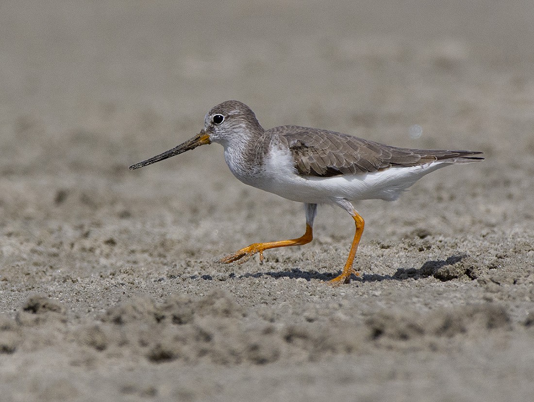 Terek Sandpiper - ML615397786